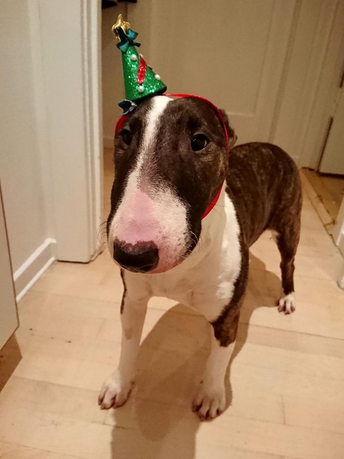 Bullterrier Qwerty (Danmar Bull's Rainbow Dash) - Nytårsklar billede 19