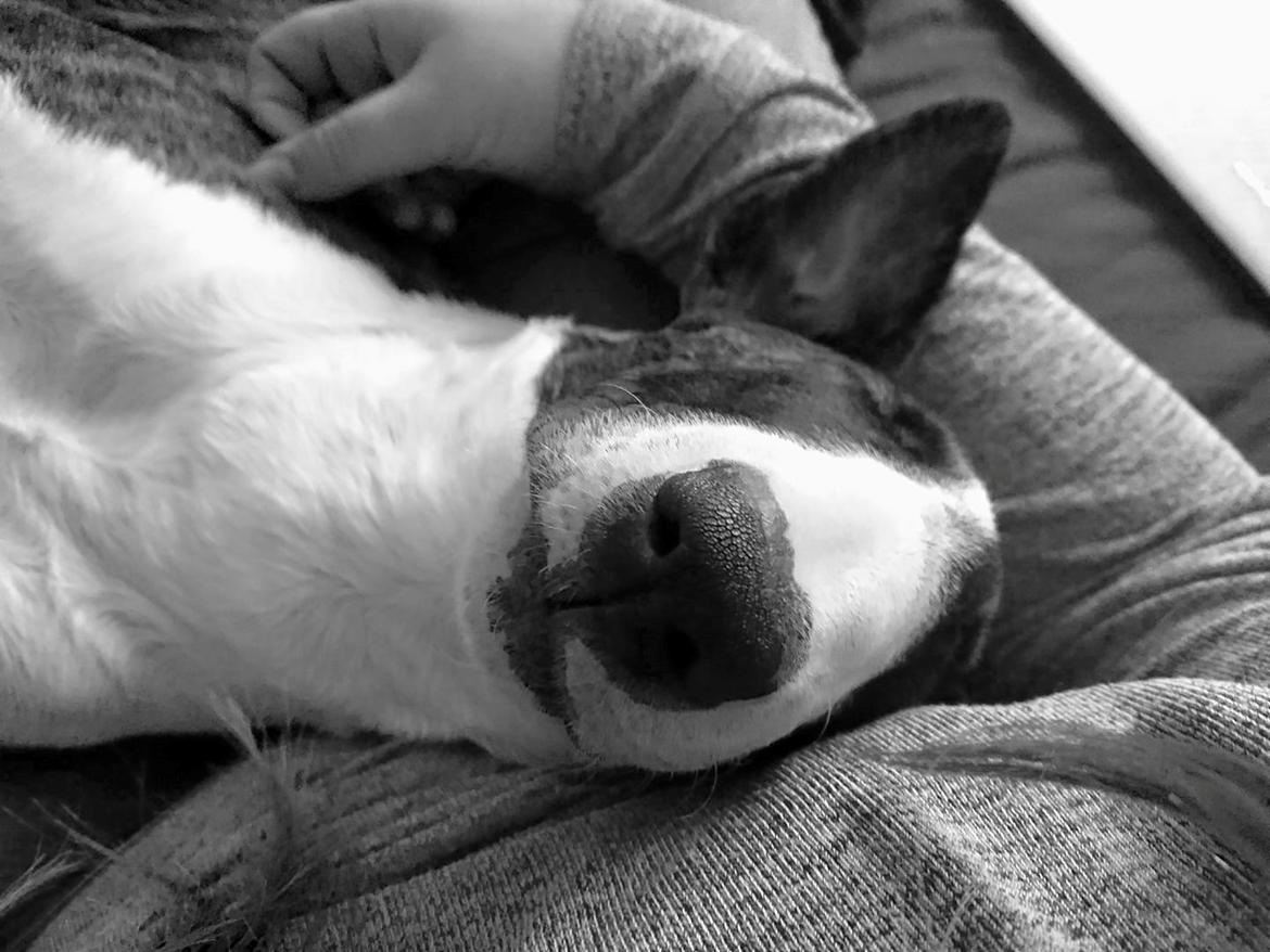 Bullterrier Qwerty (Danmar Bull's Rainbow Dash) billede 20