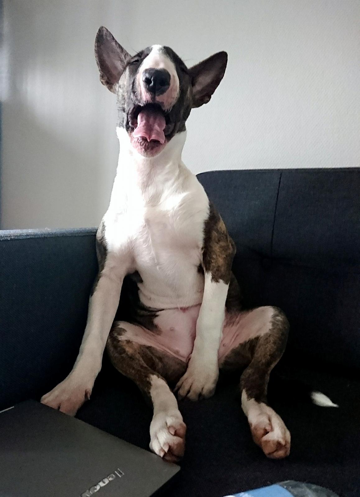 Bullterrier Qwerty (Danmar Bull's Rainbow Dash) billede 21