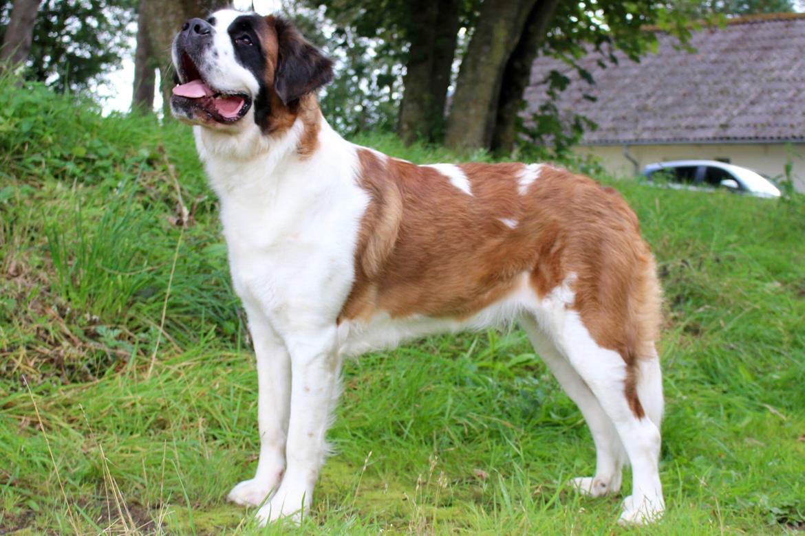 Sankt bernhardshund Anastacia billede 1