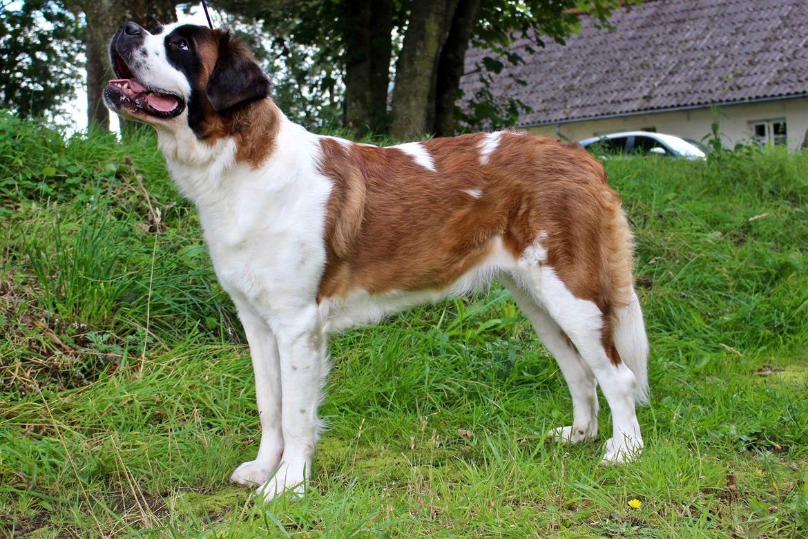 Sankt bernhardshund Anastacia billede 2