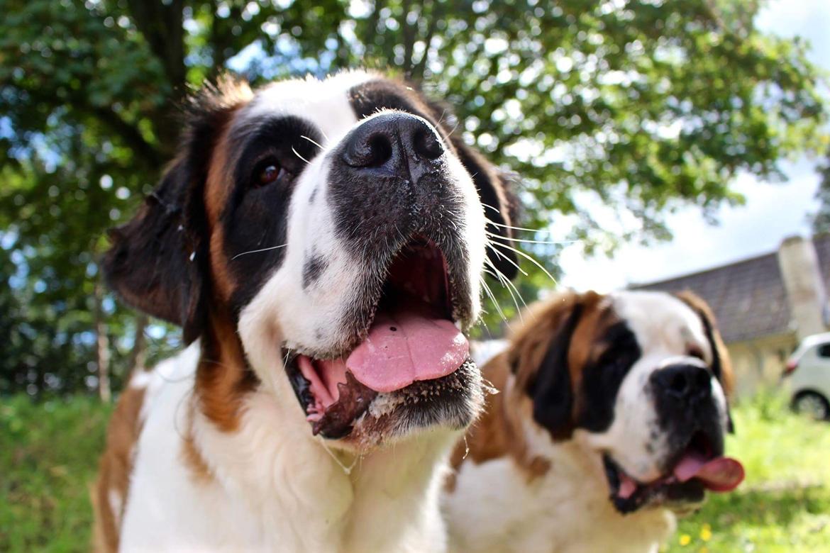 Sankt bernhardshund Anastacia billede 3