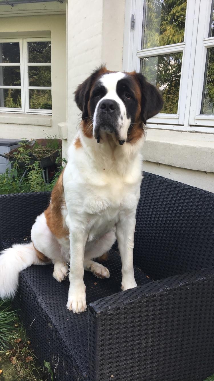 Sankt bernhardshund Anastacia billede 5