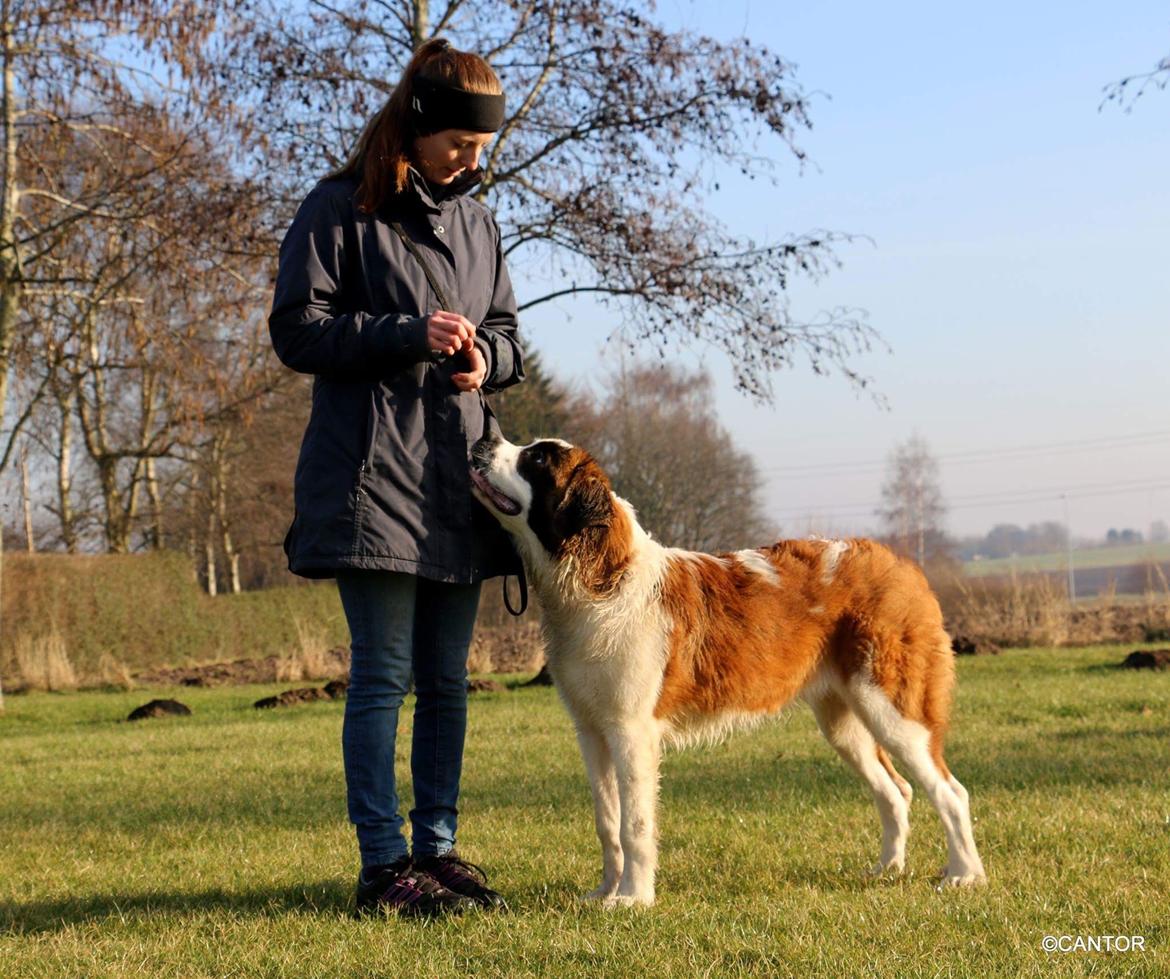 Sankt bernhardshund Anastacia billede 21