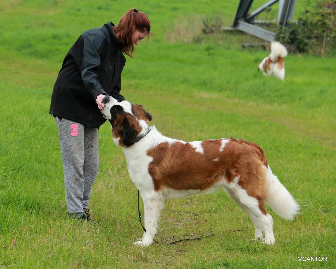 Sankt bernhardshund Anastacia billede 30