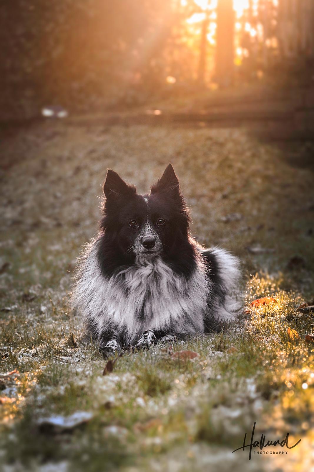 Blanding af racer Chili billede 8