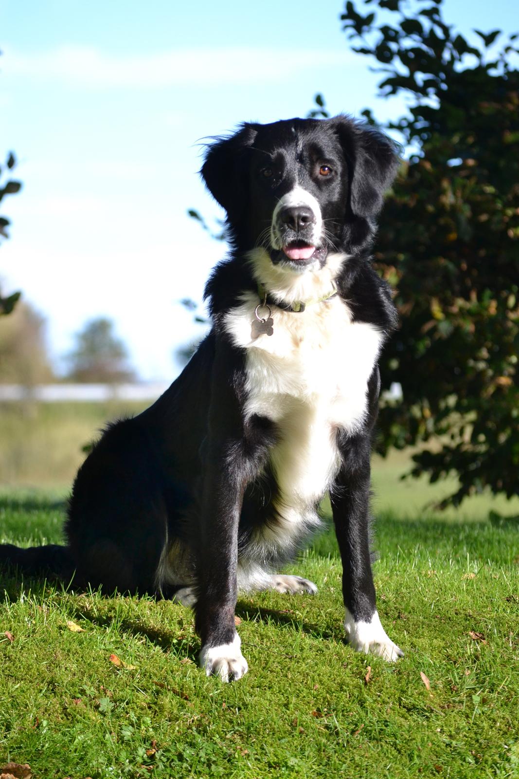 Blanding af racer Nala billede 2