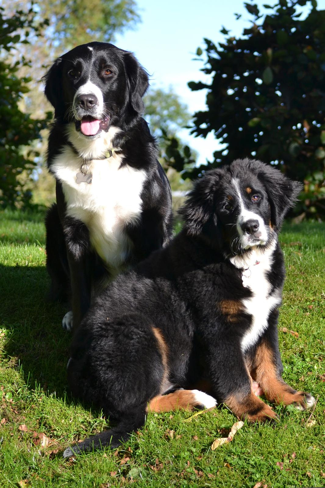 Blanding af racer Nala billede 6