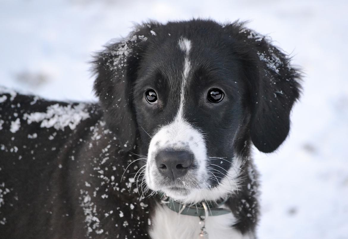 Blanding af racer Nala billede 3