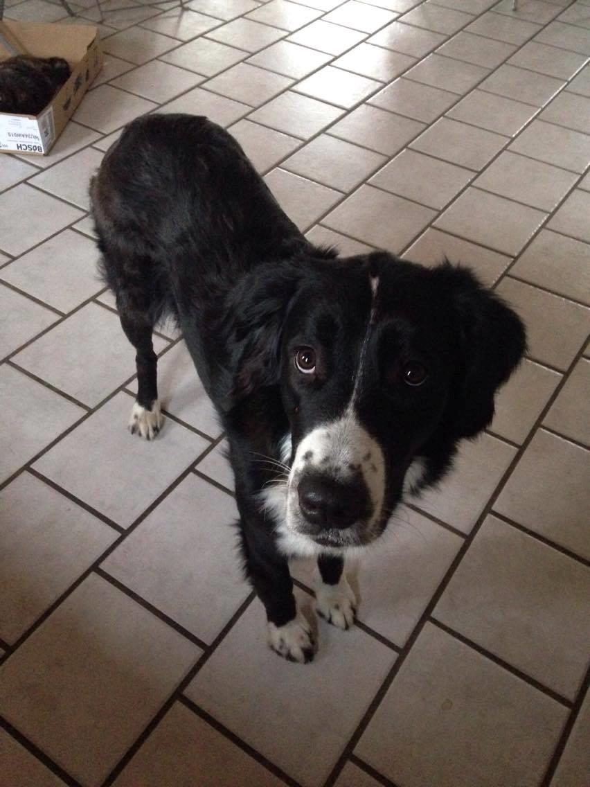 Blanding af racer Nala billede 20