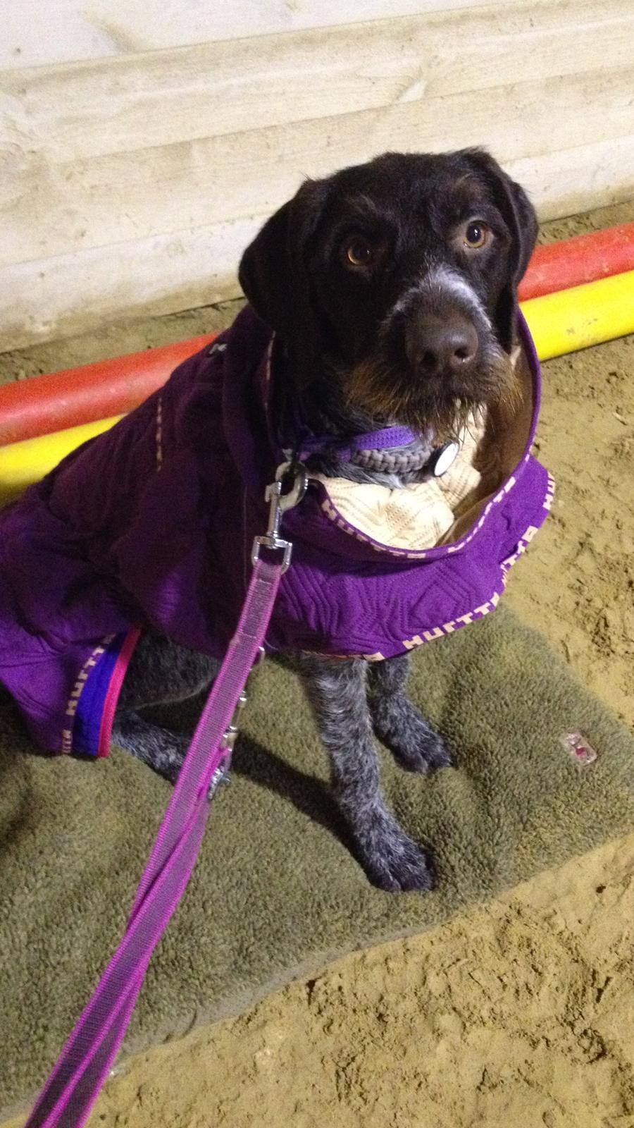 Ruhåret hønsehund Høbjerghus' A Lady (Plet) billede 41