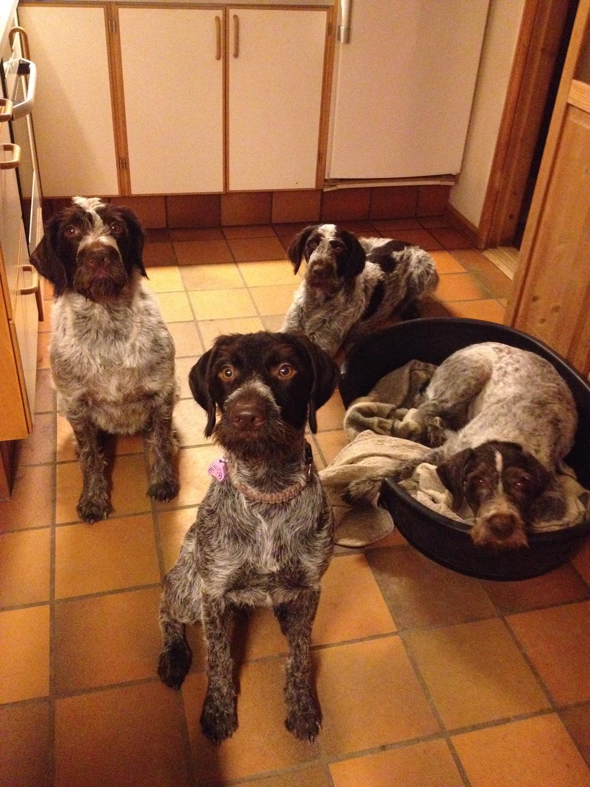 Ruhåret hønsehund Høbjerghus' A Lady (Plet) billede 42