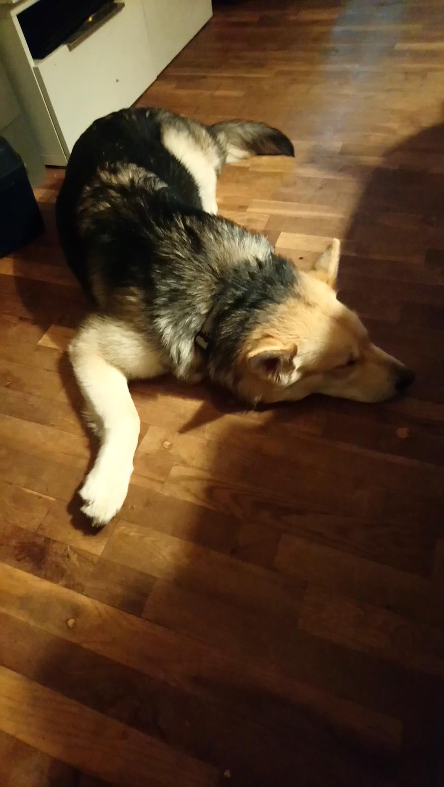 Blanding af racer Kida  billede 6