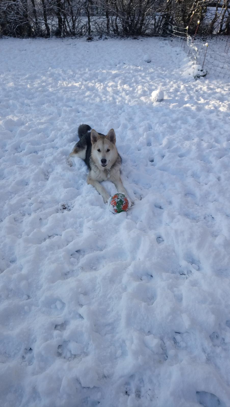 Blanding af racer Kida  billede 4