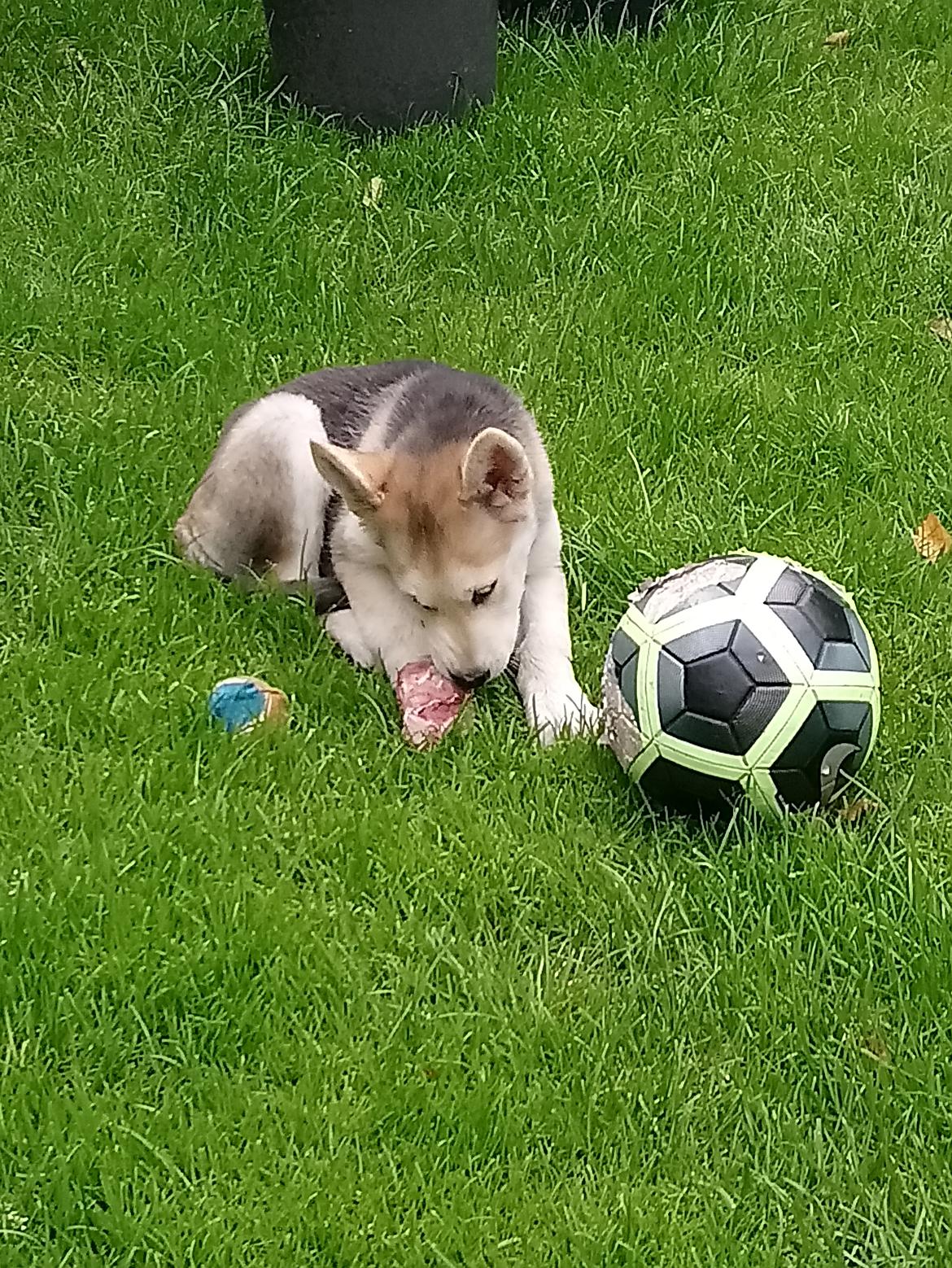 Blanding af racer Kida  billede 22