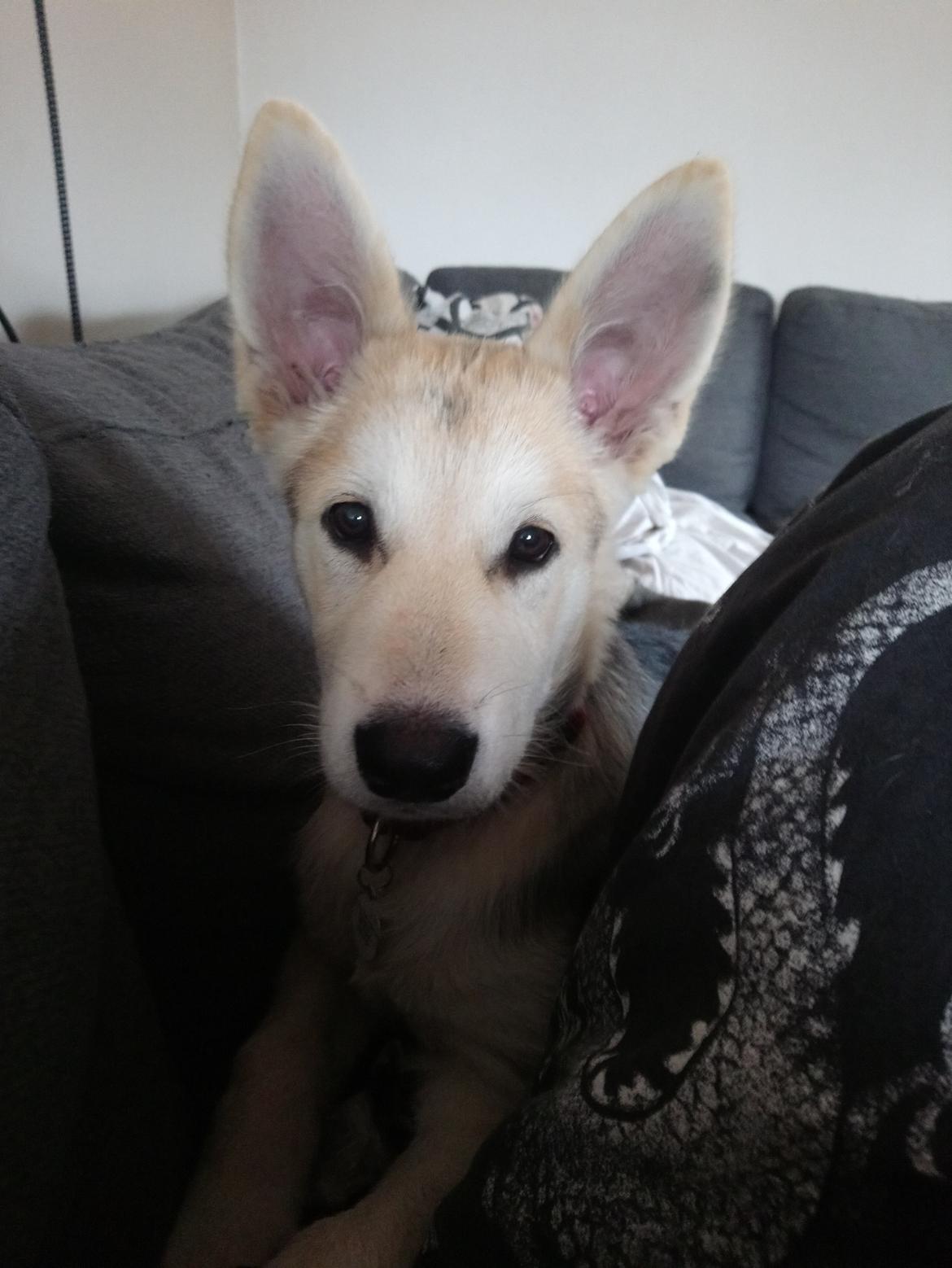 Blanding af racer Kida  billede 24