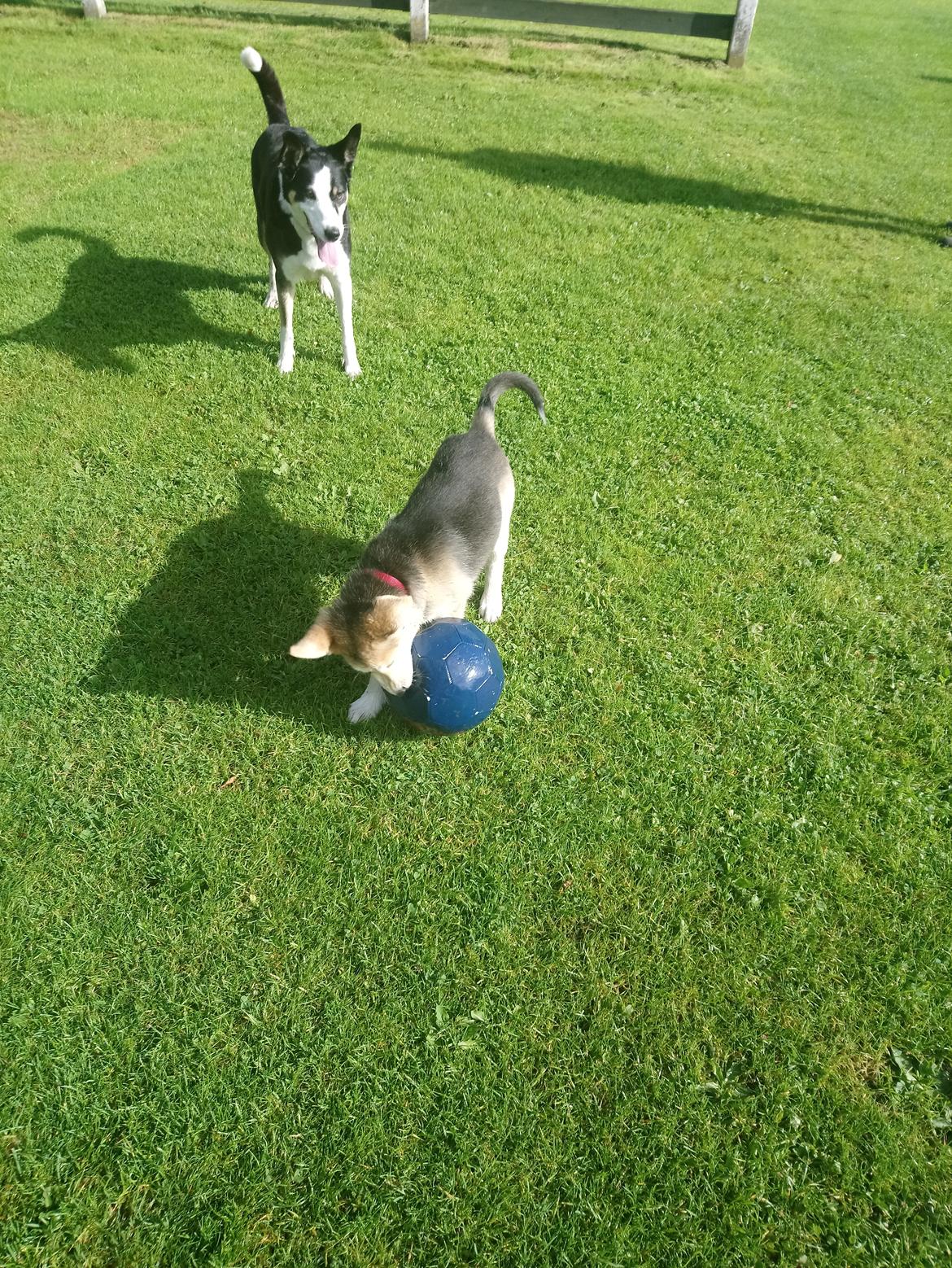 Blanding af racer Kida  billede 23