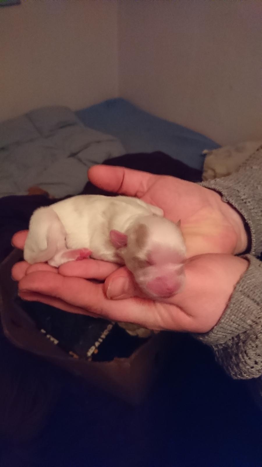 Blanding af racer Gizmo - Hans bror 8/1 billede 9