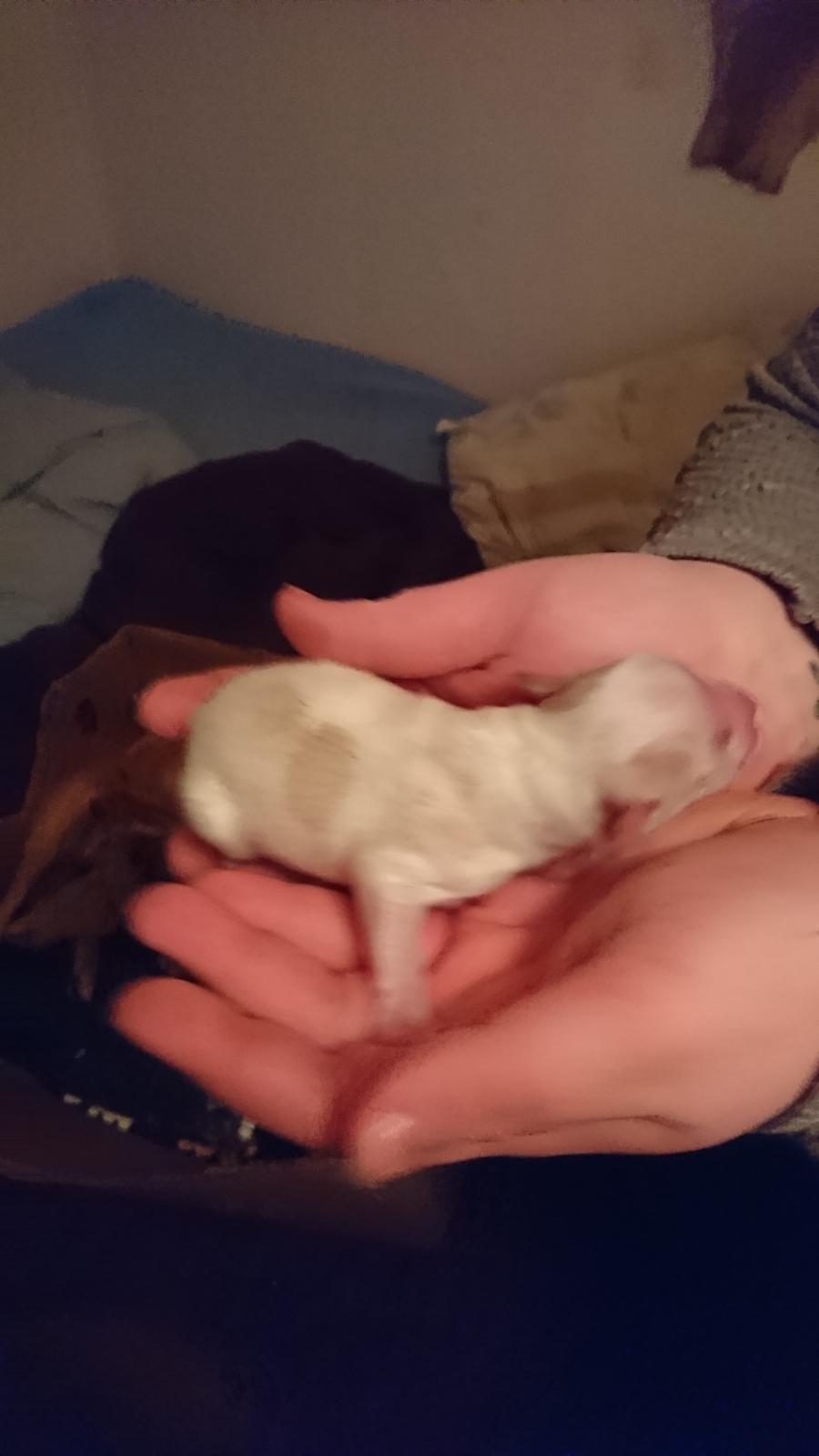 Blanding af racer Gizmo - Hans bror 8/1 billede 10