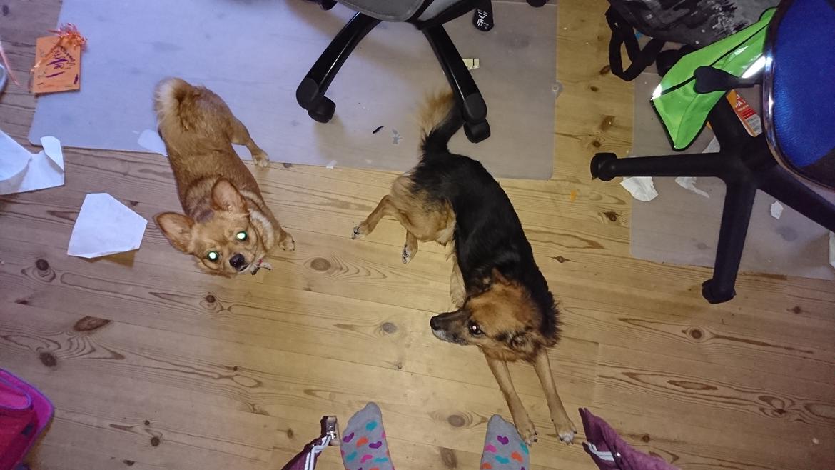 Blanding af racer Gizmo - Mor Rikke og Far Vaks billede 17