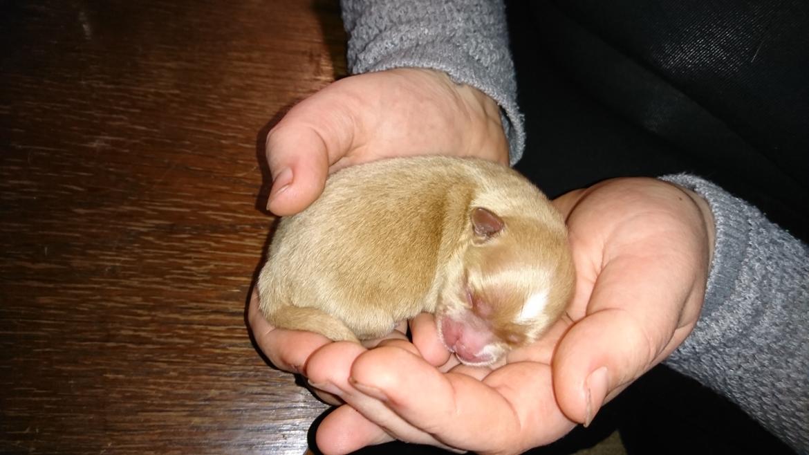 Blanding af racer Gizmo - Hans søster Lucia 8/1 billede 11