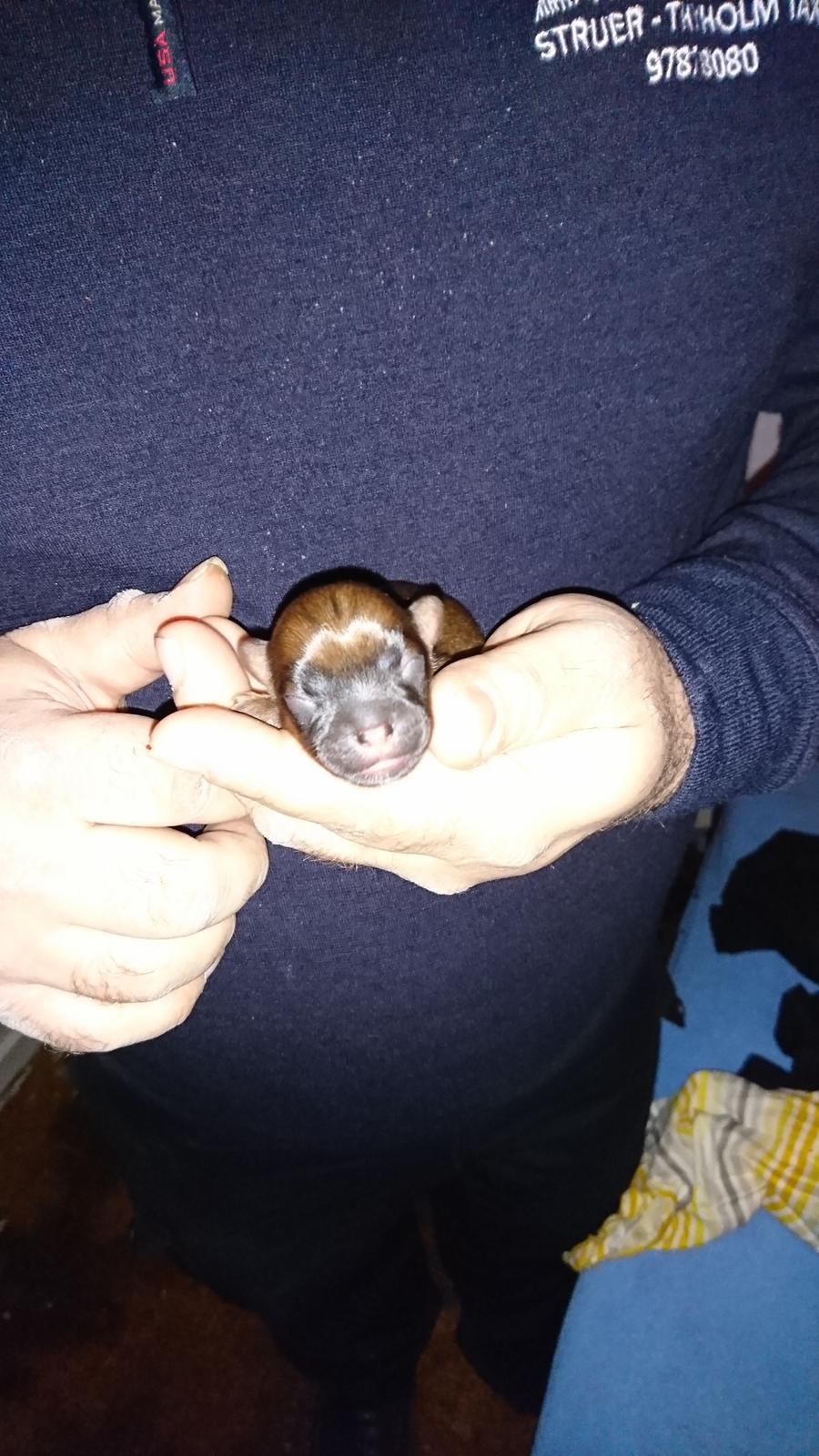 Blanding af racer Gizmo - Gizmo 8/1 billede 7