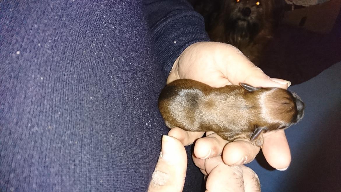 Blanding af racer Gizmo - Gizmo 8/1 billede 8