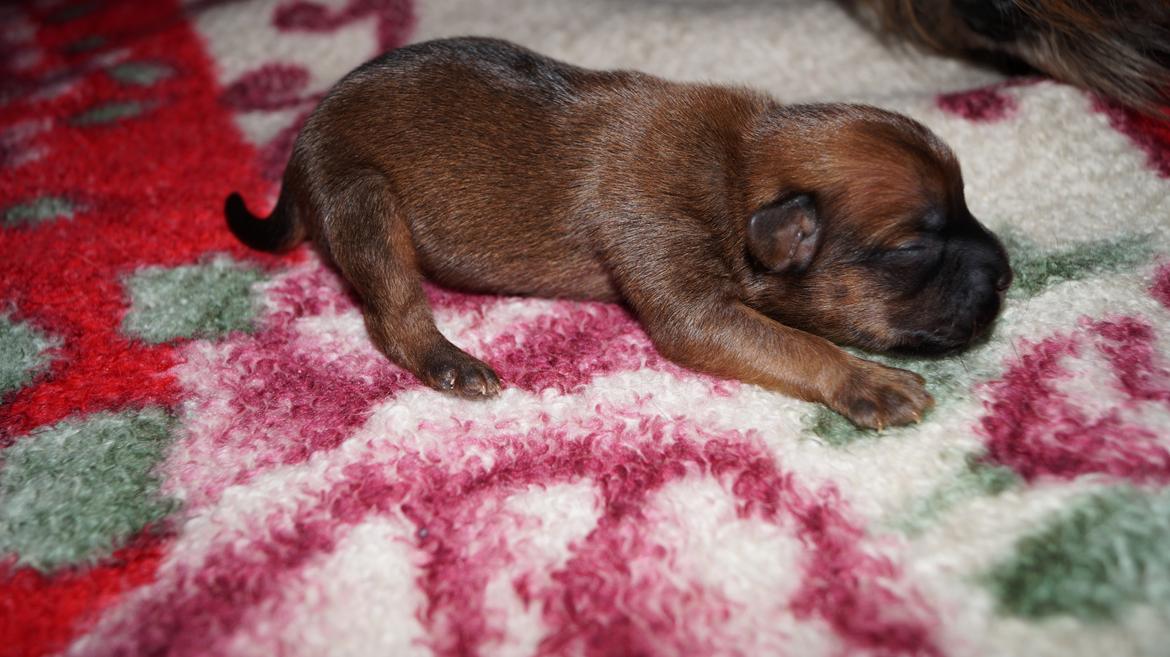 Blanding af racer Gizmo - Gizmo 14/1 billede 2