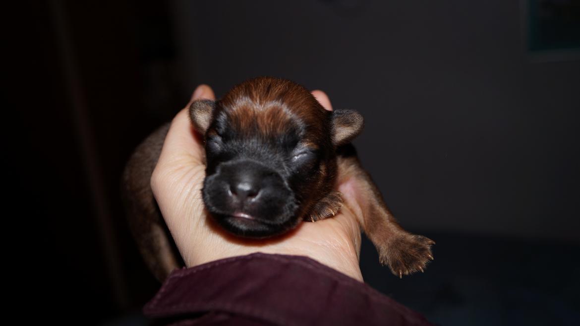 Blanding af racer Gizmo - Gizmo 14/1 billede 1