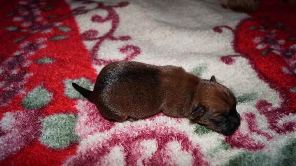 Blanding af racer Gizmo - Gizmo 14/1 billede 3