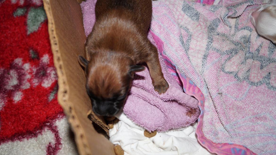 Blanding af racer Gizmo - Gizmo 14/1 billede 4