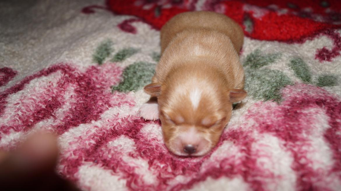 Blanding af racer Gizmo - Hans søster Lucia 14/1 billede 12