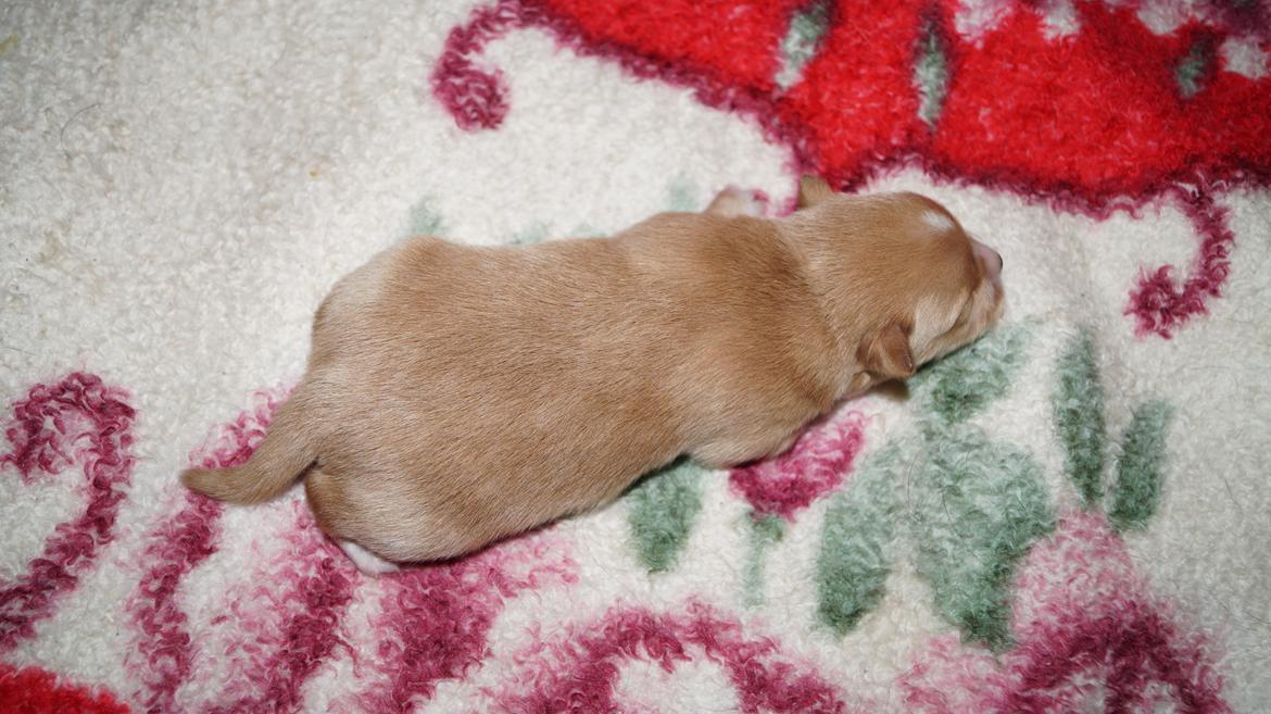 Blanding af racer Gizmo - Hans søster Lucia 14/1 billede 13