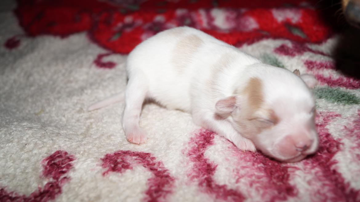 Blanding af racer Gizmo - Hans bror 14/1 billede 14