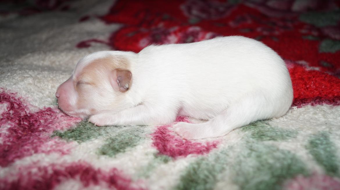 Blanding af racer Gizmo - Hans bror 14/1 billede 15