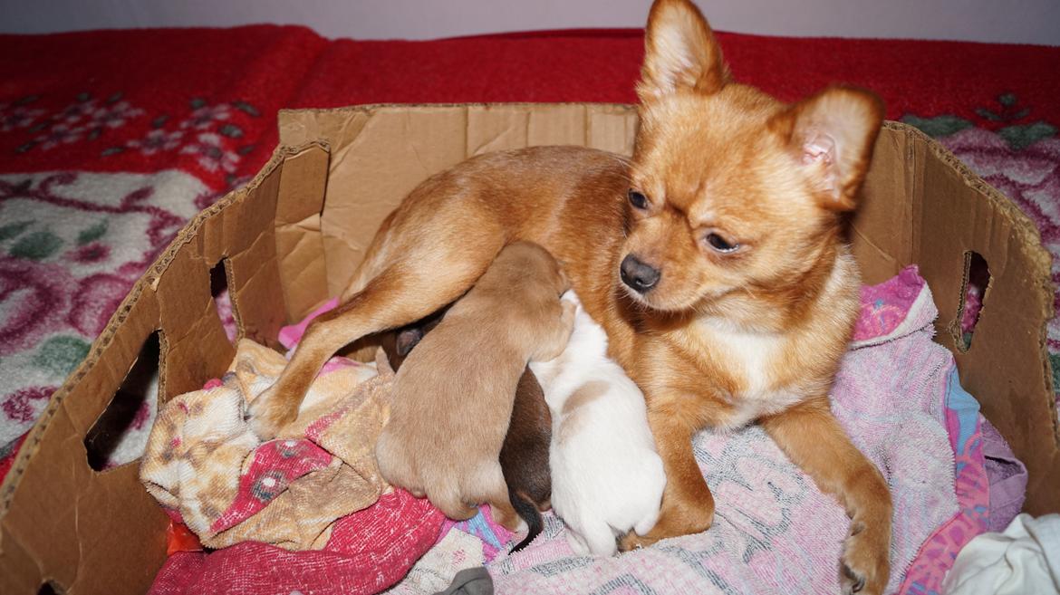 Blanding af racer Gizmo - Alle 3 sammen med mor Rikke 14/1 billede 16