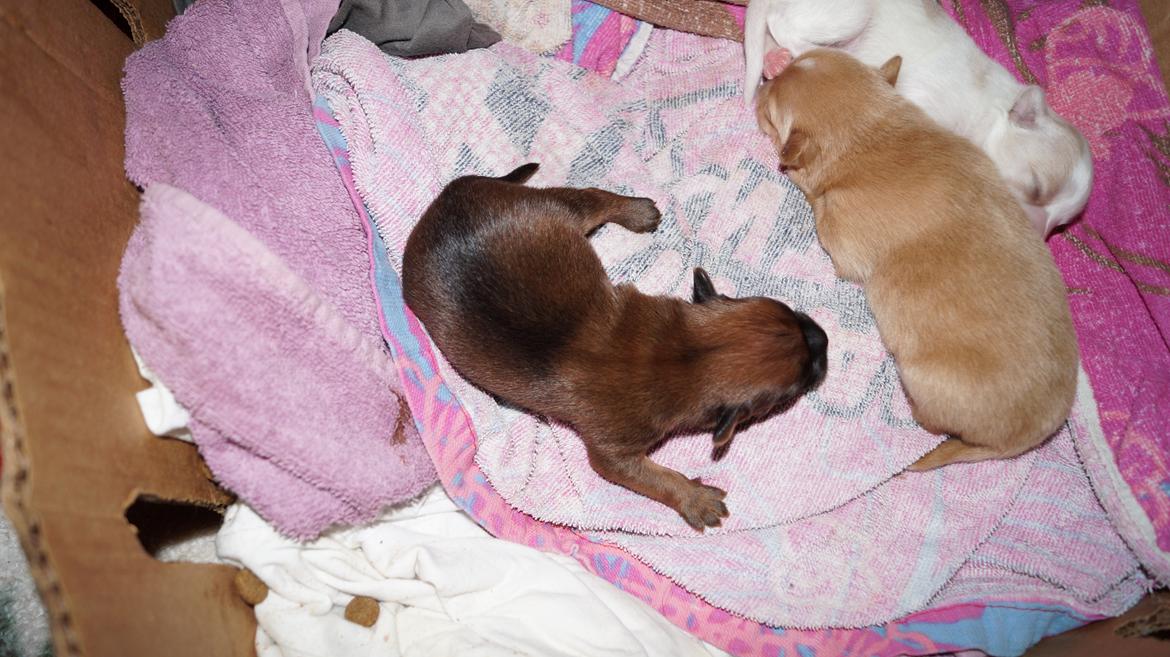 Blanding af racer Gizmo - Alle 3 14/1 billede 5