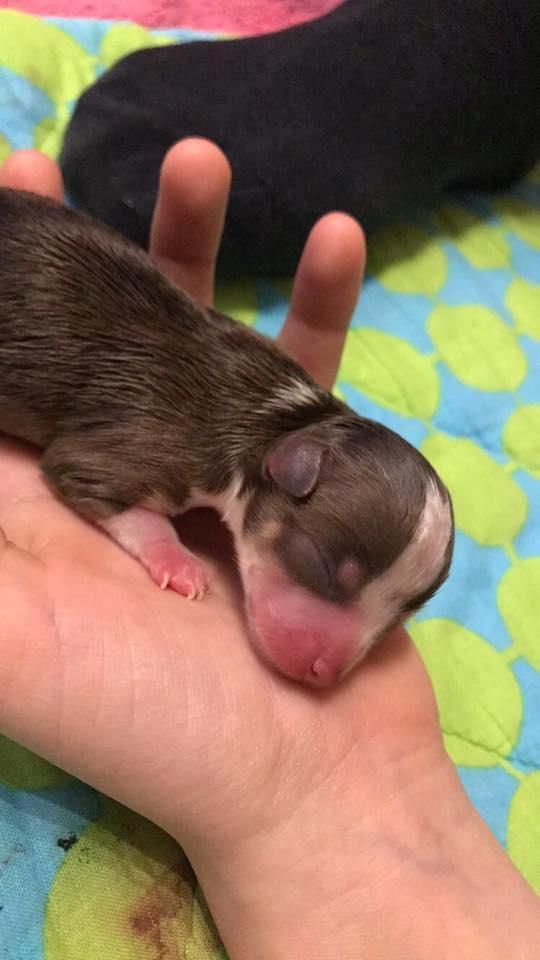 Chihuahua Nibian's Surprice of the life Taylor billede 8