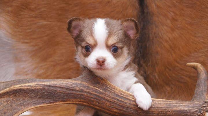 Chihuahua Nibian's Surprice of the life Taylor billede 3