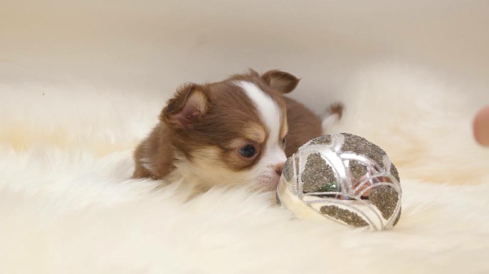 Chihuahua Nibian's Surprice of the life Taylor billede 4