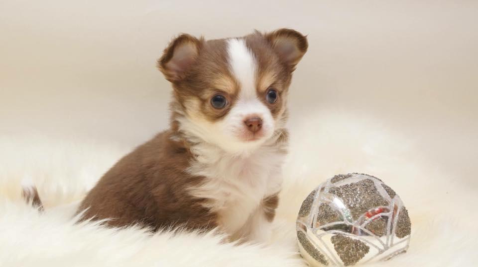 Chihuahua Nibian's Surprice of the life Taylor billede 5