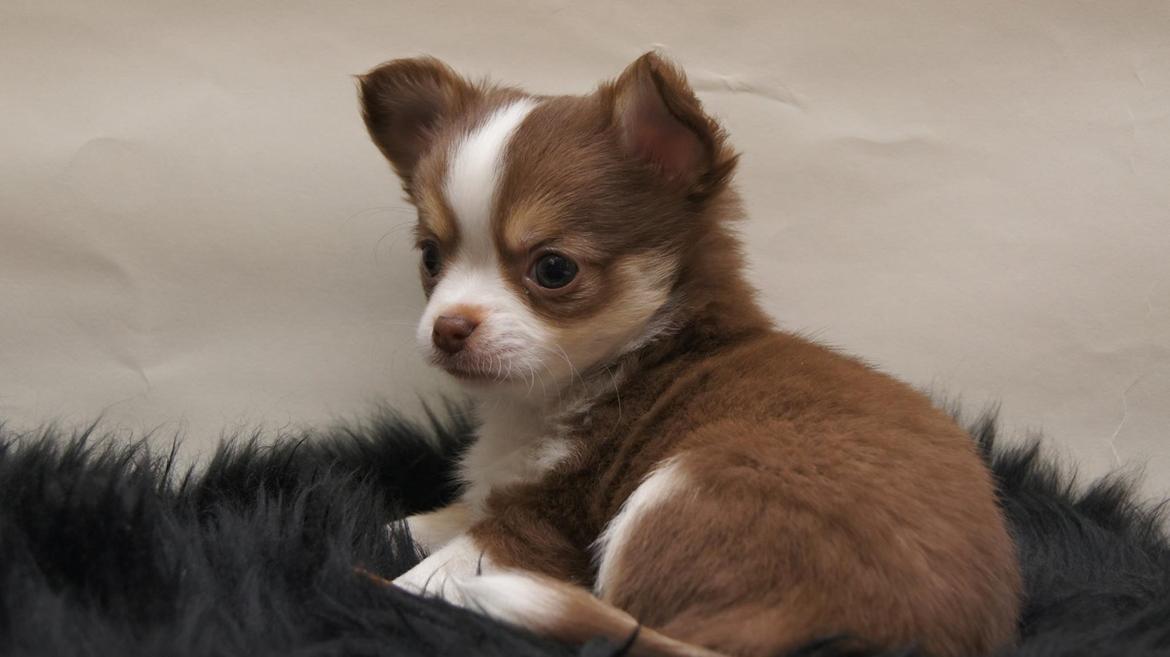 Chihuahua Nibian's Surprice of the life Taylor billede 1