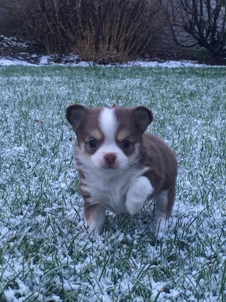 Chihuahua Nibian's Surprice of the life Taylor billede 6