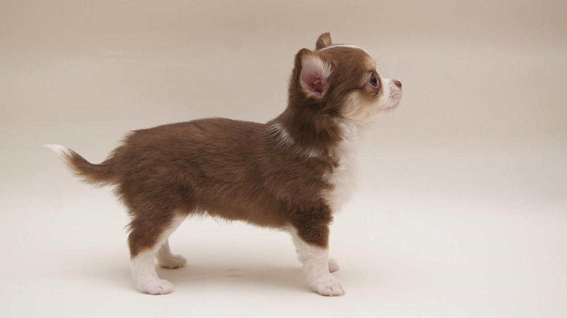 Chihuahua Nibian's Surprice of the life Taylor billede 7