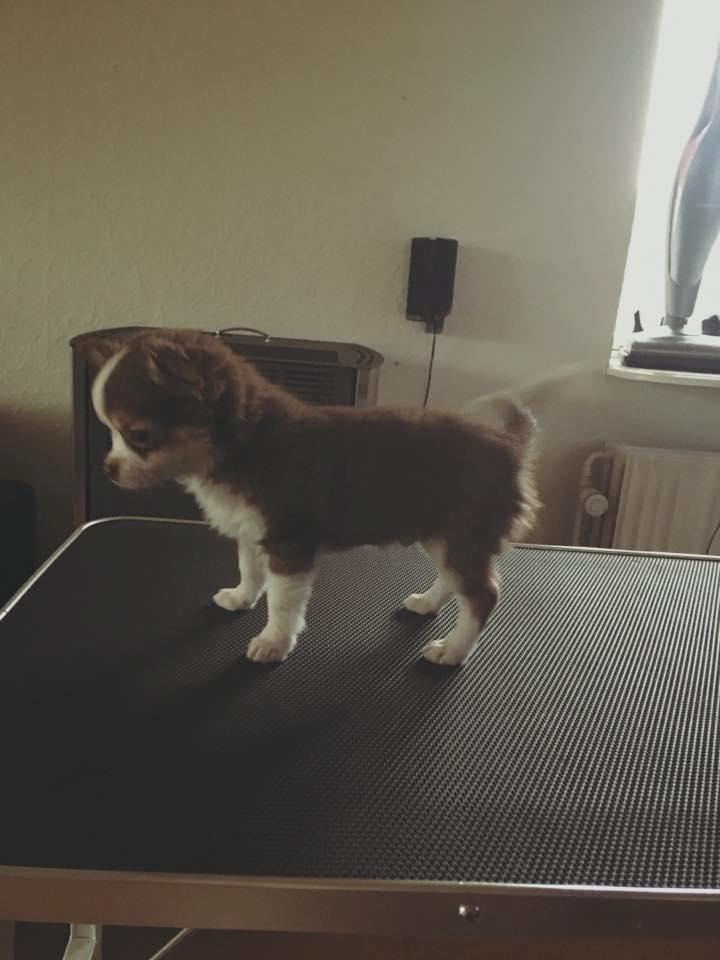 Chihuahua Nibian's Surprice of the life Taylor billede 9