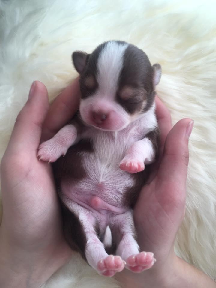 Chihuahua Nibian's Surprice of the life Taylor billede 2