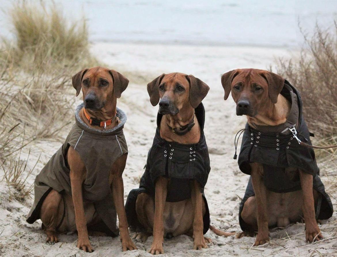Rhodesian ridgeback Hazinas 7th Galactic  Cosmos "Sam"  - Strandtur i Hornbæk med faster Filly og Cita d. 14 januar 2018 billede 25