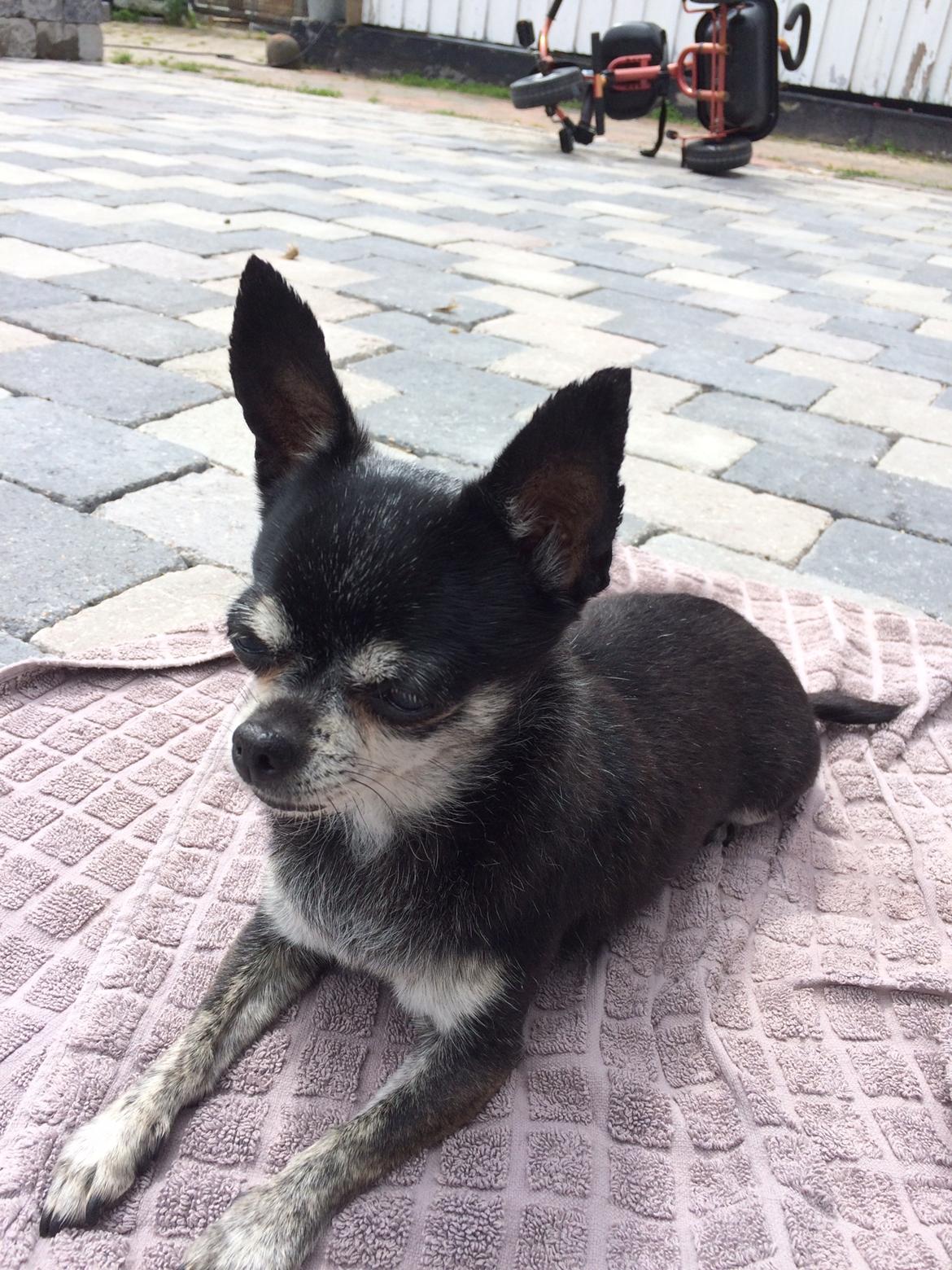 Chihuahua Cloe - Sommer 2017 billede 13