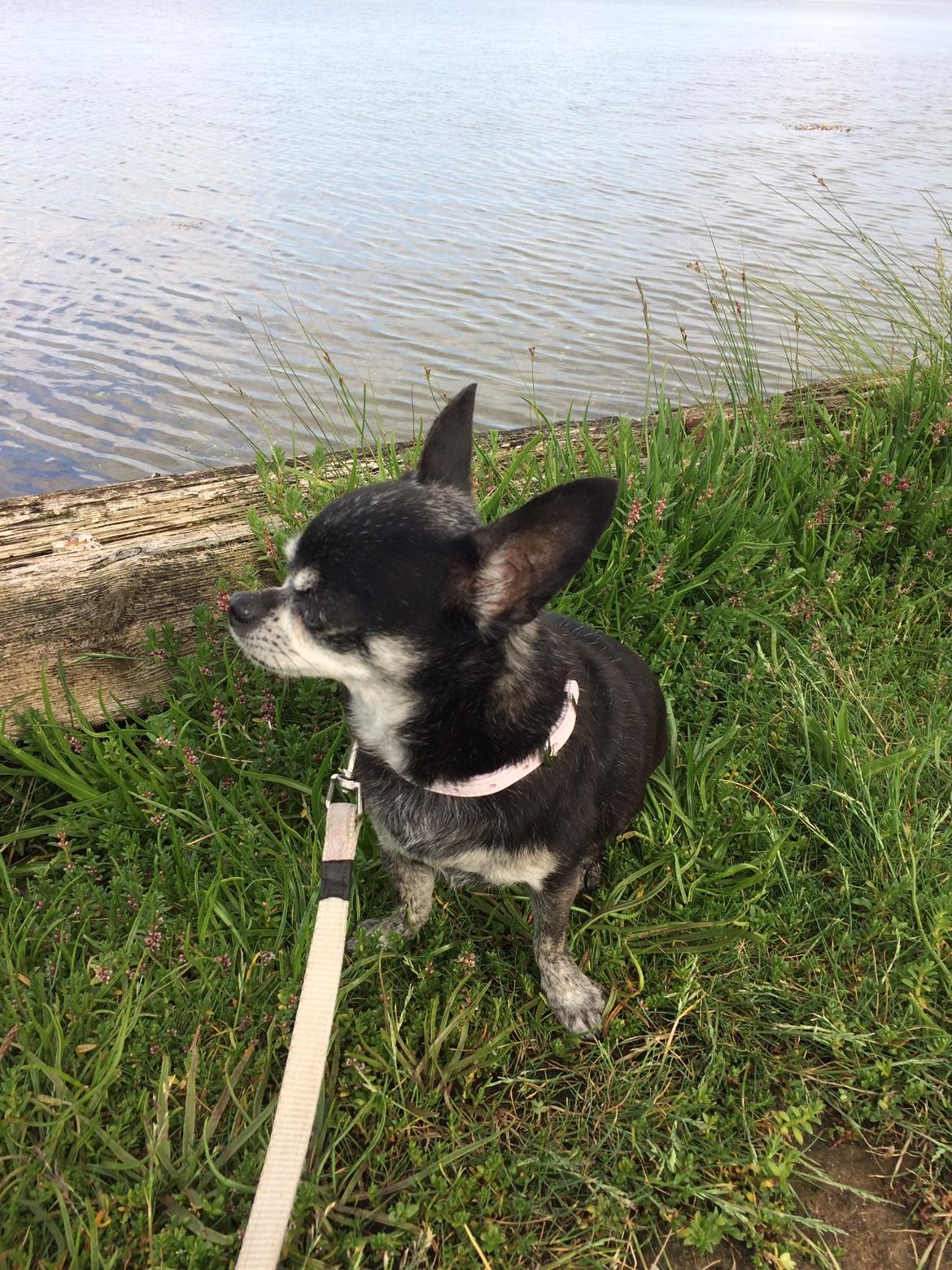 Chihuahua Cloe - Sommerferien 2017 billede 14