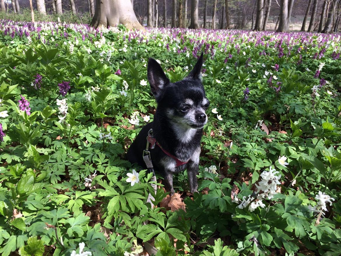 Chihuahua Cloe - Påsken 2017 billede 17